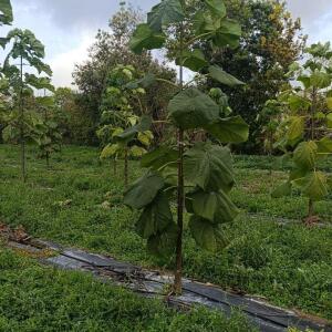 Paulownia en France - 20 October 2025