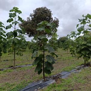 Paulownia en France - 13 September 2025