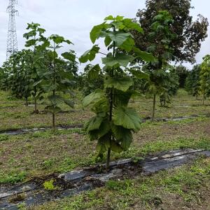 Paulownia en France - 13 September 2025