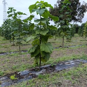 Paulownia en France - 13 September 2025