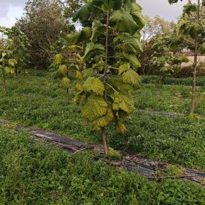 Paulownia en France - 20 October 2025
