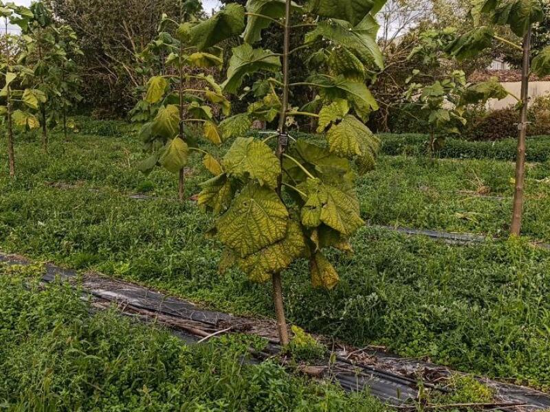 Paulownia en France