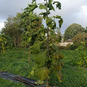 Paulownia en France - 20 October 2025