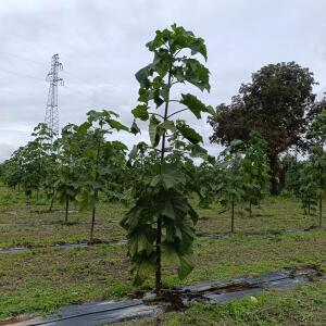 Paulownia en France - 13 September 2025
