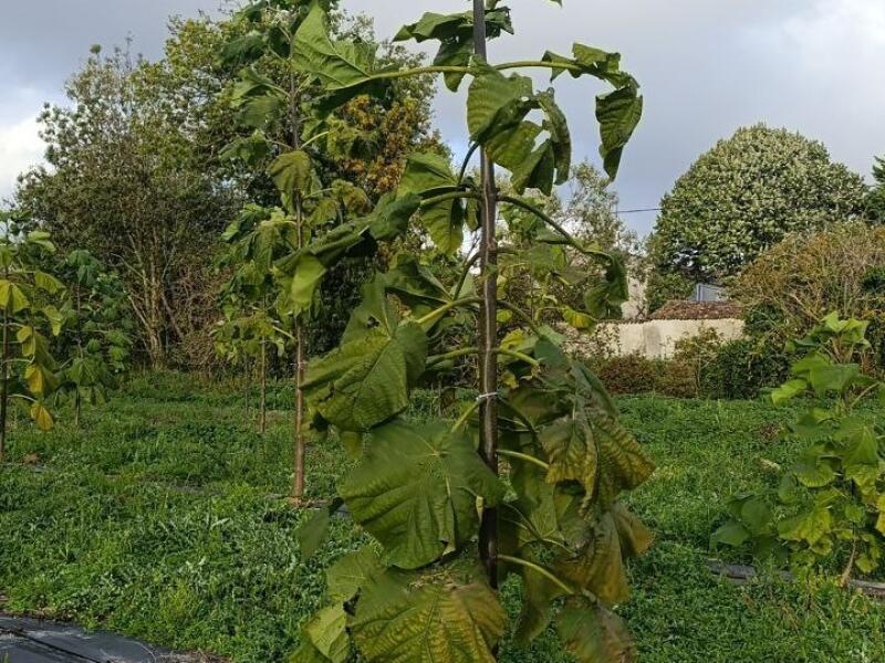 Paulownia en France