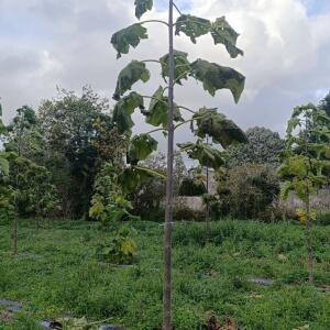 Paulownia en France - 20 October 2025