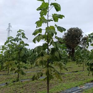 Paulownia en France - 13 September 2025