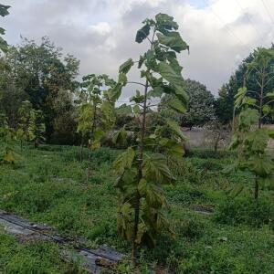Paulownia en France - 20 October 2025
