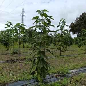 Paulownia en France - 13 September 2025
