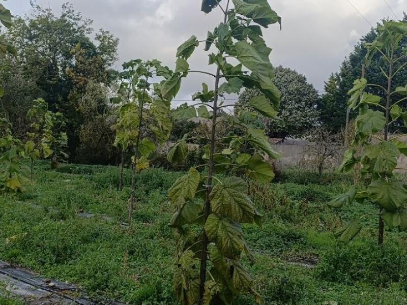 Paulownia en France