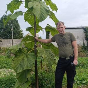 Paulownia en France - 19 October 2025