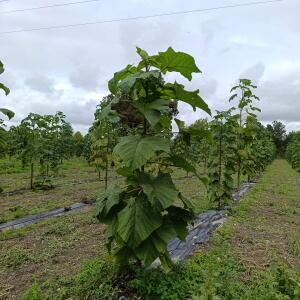 Paulownia en France - 13 September 2025