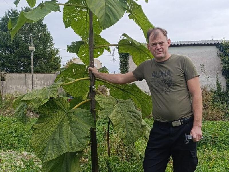 Paulownia en France