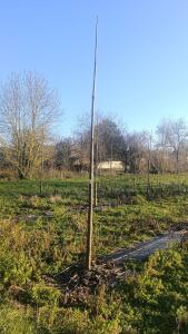 Paulownia en France - 4 January 2026