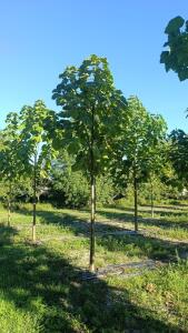 Paulownia en France