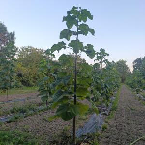 Paulownia en France - 6 September 2025