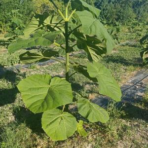 Paulownia en France - 6 September 2025