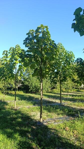Tree #1307