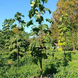 Paulownia en France - 17 October 2025