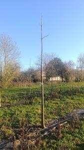 Paulownia en France - 4 January 2026