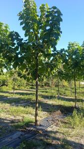 Paulownia en France