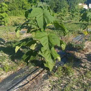 Paulownia en France - 6 September 2025