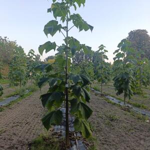 Paulownia en France - 6 September 2025