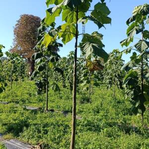Paulownia en France - 17 October 2025