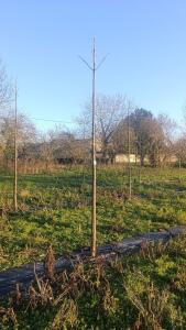 Paulownia en France - 4 January 2026