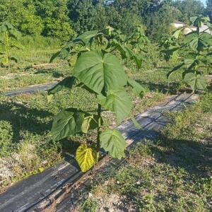 Paulownia en France - 6 September 2025