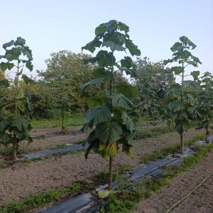 Paulownia en France - 6 September 2025