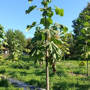 Paulownia en France - 17 October 2025