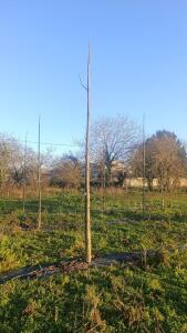 Paulownia en France - 4 January 2026