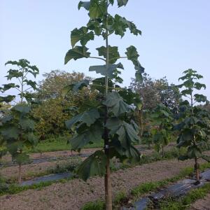 Paulownia en France - 6 September 2025