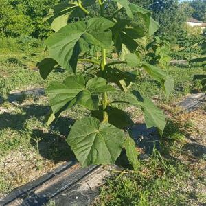 Paulownia en France - 6 September 2025