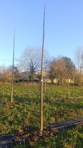 Paulownia en France - 4 January 2026