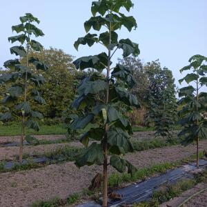 Paulownia en France - 6 September 2025