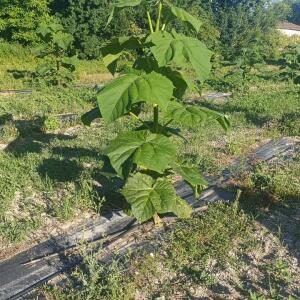 Paulownia en France - 6 September 2025