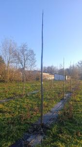 Paulownia en France - 4 January 2026