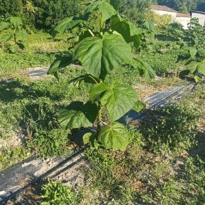 Paulownia en France - 7 September 2025