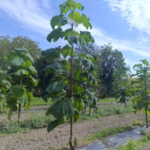 Paulownia en France - 7 September 2025