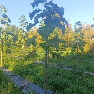 Paulownia en France - 17 October 2025