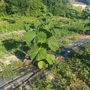 Paulownia en France - 7 September 2025