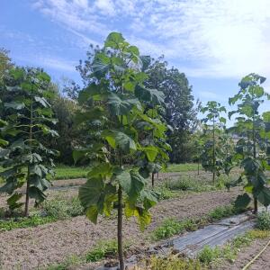 Paulownia en France - 7 September 2025