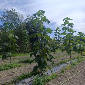 Paulownia en France - 7 September 2025