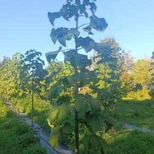 Paulownia en France - 17 October 2025