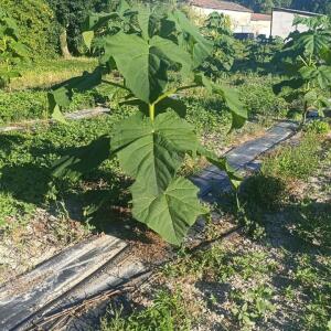 Paulownia en France - 7 September 2025