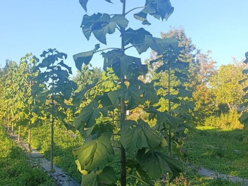 Paulownia en France