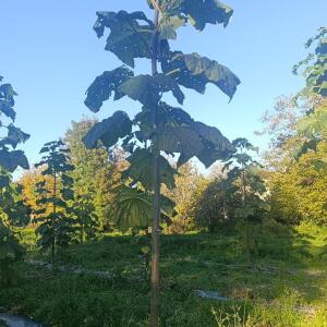 Paulownia en France - 17 October 2025