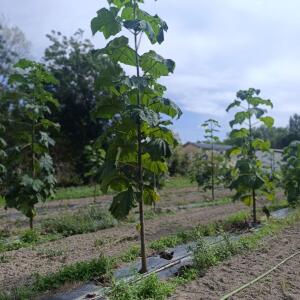 Paulownia en France - 7 September 2025